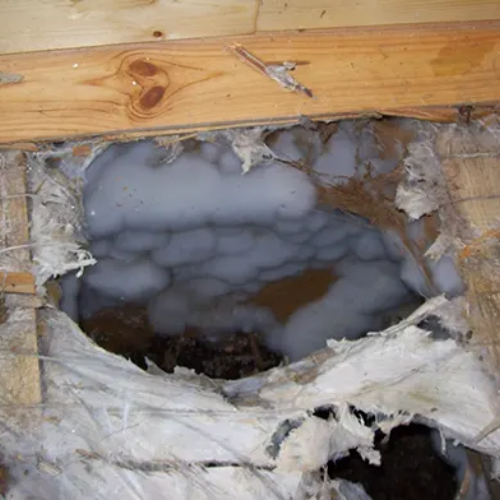 Mérule sous un plancher