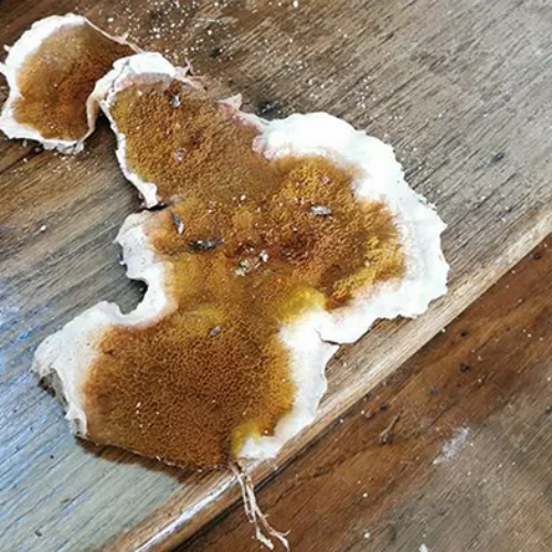 Un beau spécimen de Mérule